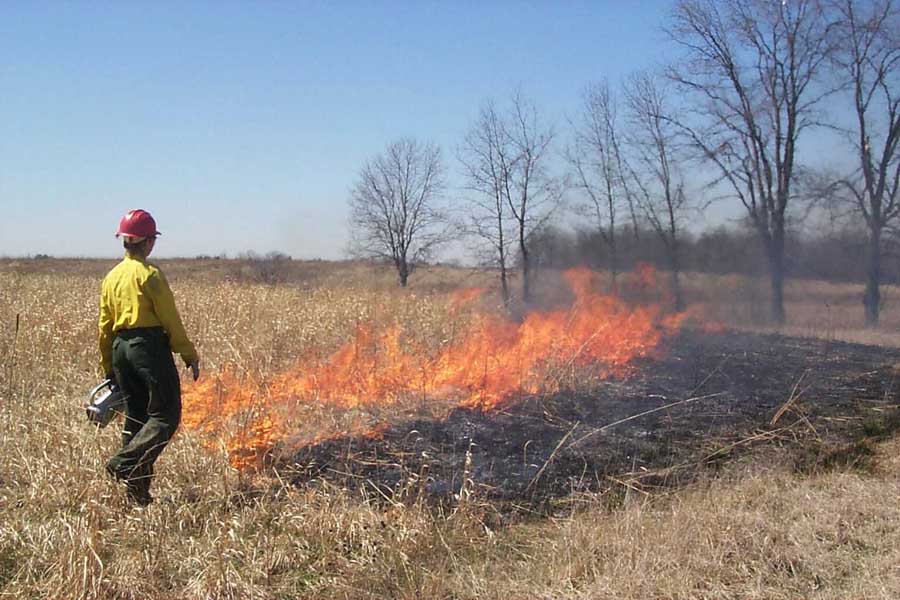 controlledburn.jpg (115914 bytes)