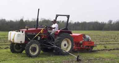planting_1.jpg (33164 bytes)