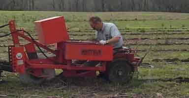 planting_2.jpg (32574 bytes)
